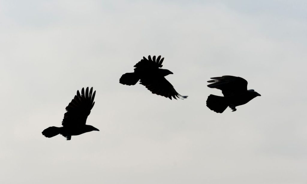 3 Crows Spiritual Meaning And Symbolism