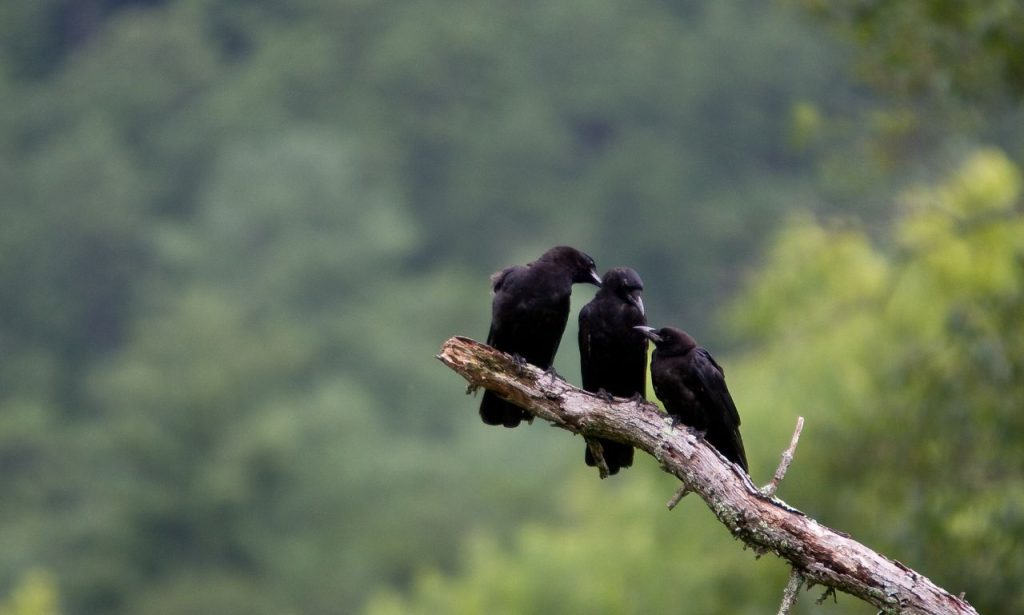 3 Crows Spiritual Meaning And Symbolism