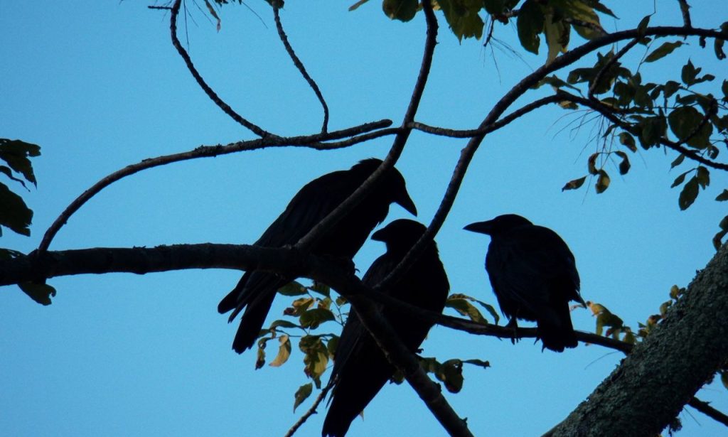 3 Crows Spiritual Meaning And Symbolism