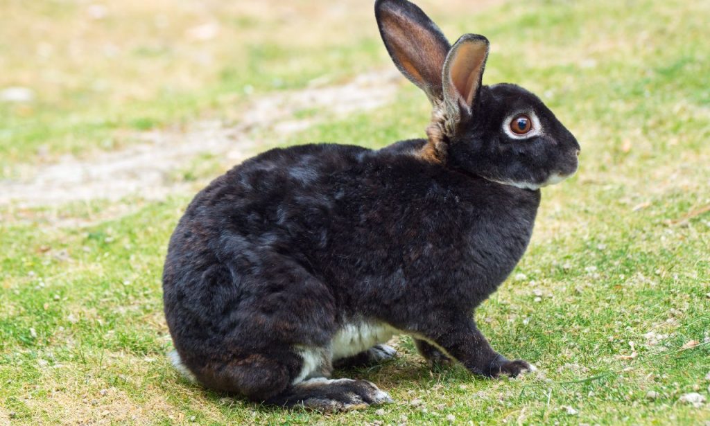 Black Rabbit Spiritual Meaning And Symbolism