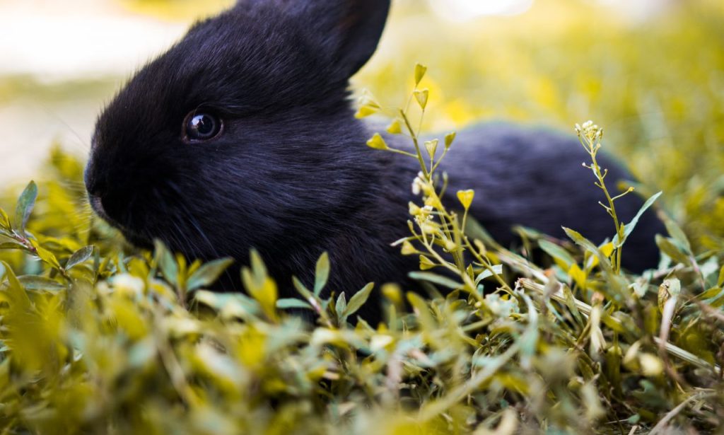 Black Rabbit Spiritual Meaning And Symbolism