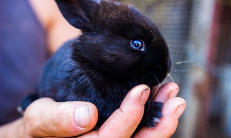 Black Rabbit Spiritual Meaning And Symbolism