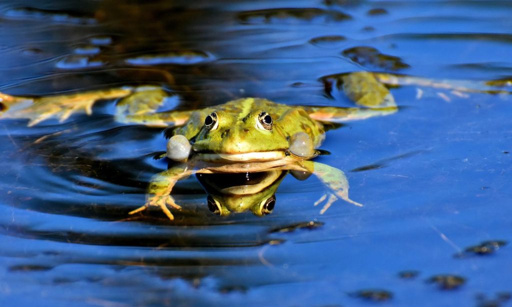 Dreaming of Frog Spiritual Meaning and Symbolism