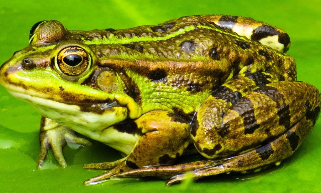 Dreaming of Frog Spiritual Meaning and Symbolism