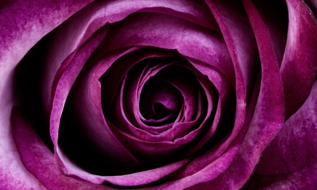 Purple Rose Spiritual Meaning And Symbolism