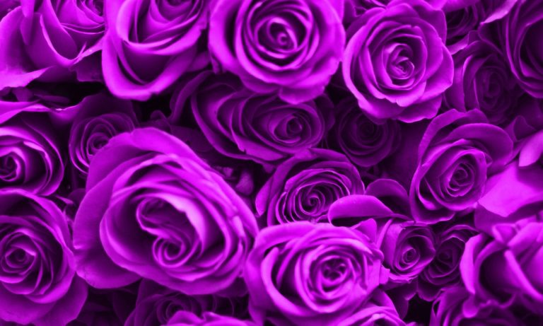 Purple Rose Spiritual Meaning And Symbolism