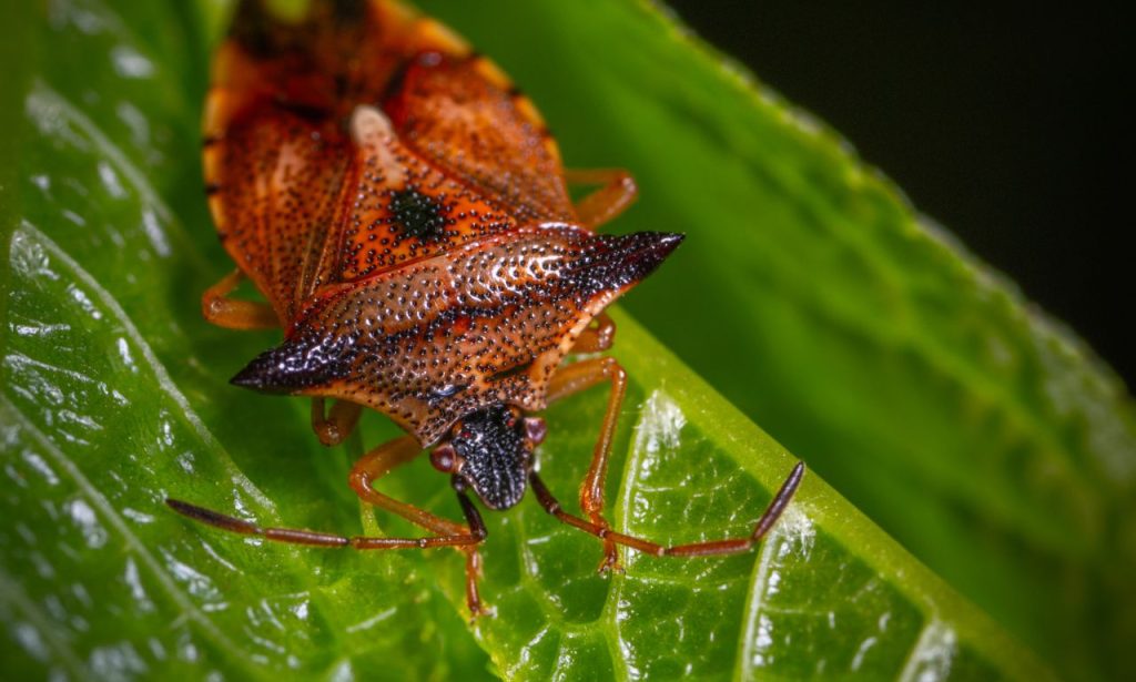 Stink Bug Spiritual