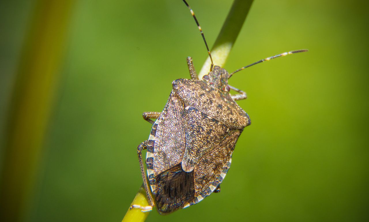 Stink Bug Spiritual