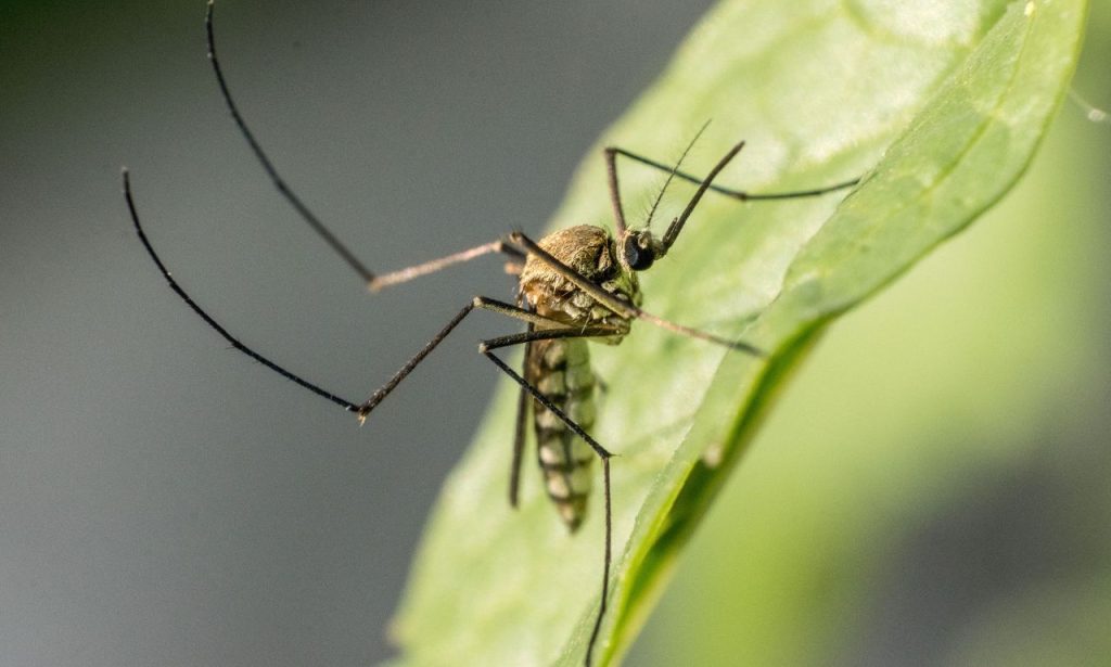 The Spiritual Meaning And Symbolism of Mosquitoes