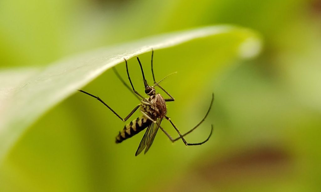 The Spiritual Meaning And Symbolism of Mosquitoes