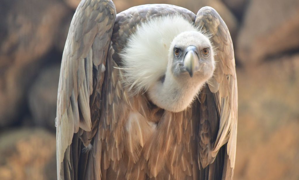 The Spiritual Meaning & Symbolism Of Vultures