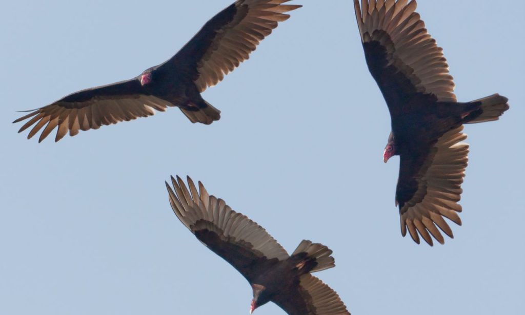 The Spiritual Meaning & Symbolism Of Vultures