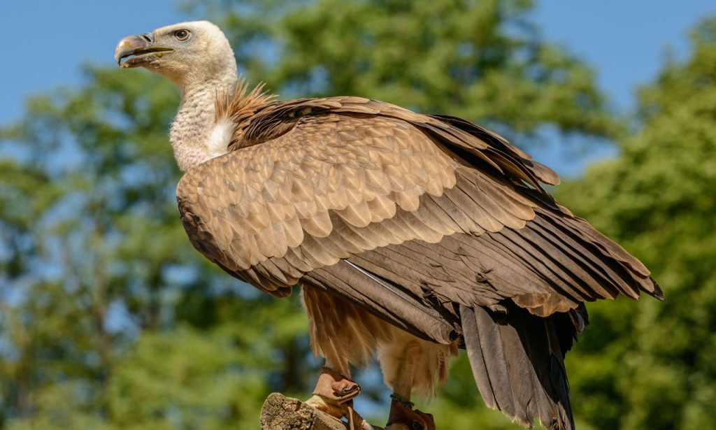 The Spiritual Meaning & Symbolism Of Vultures