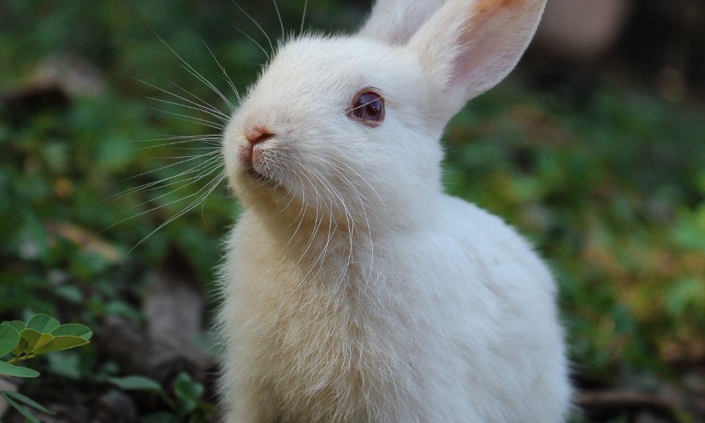 White Rabbit Spiritual Meaning and Symbolism