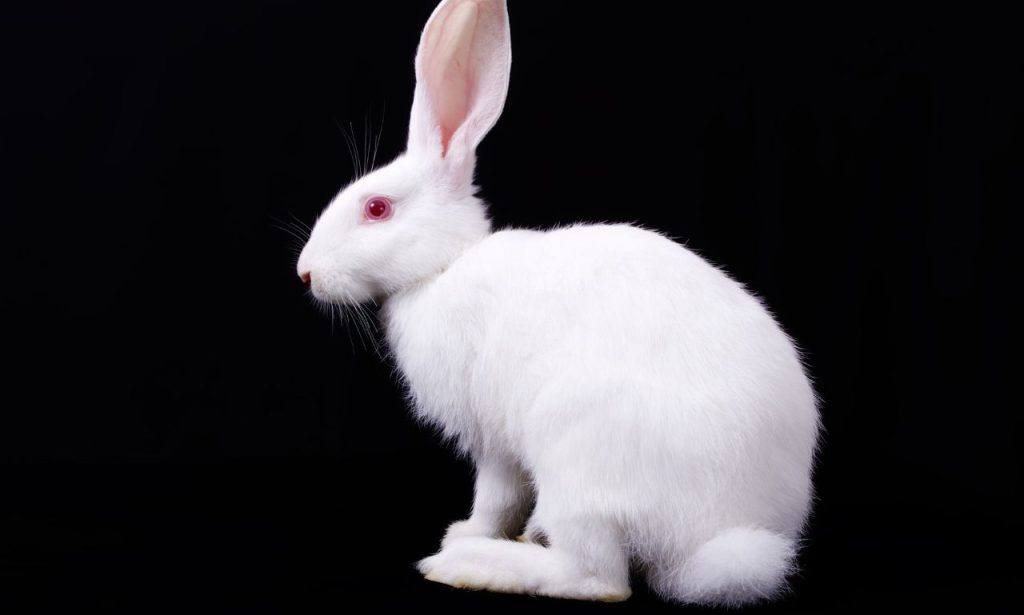 White Rabbit Spiritual Meaning and Symbolism