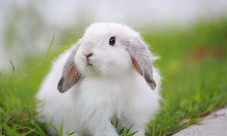 White Rabbit Spiritual Meaning and Symbolism