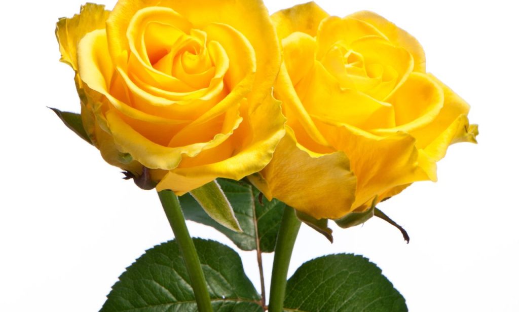 Yellow Rose Spiritual Meaning And Symbolism