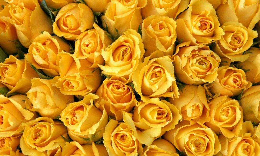 Yellow Rose Spiritual Meaning And Symbolism