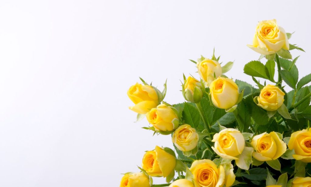 Yellow Rose Spiritual Meaning And Symbolism