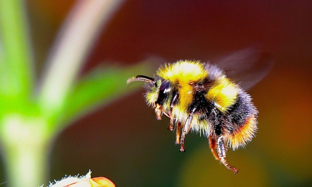 The Spiritual Meaning & Symbolism of Bumblebee