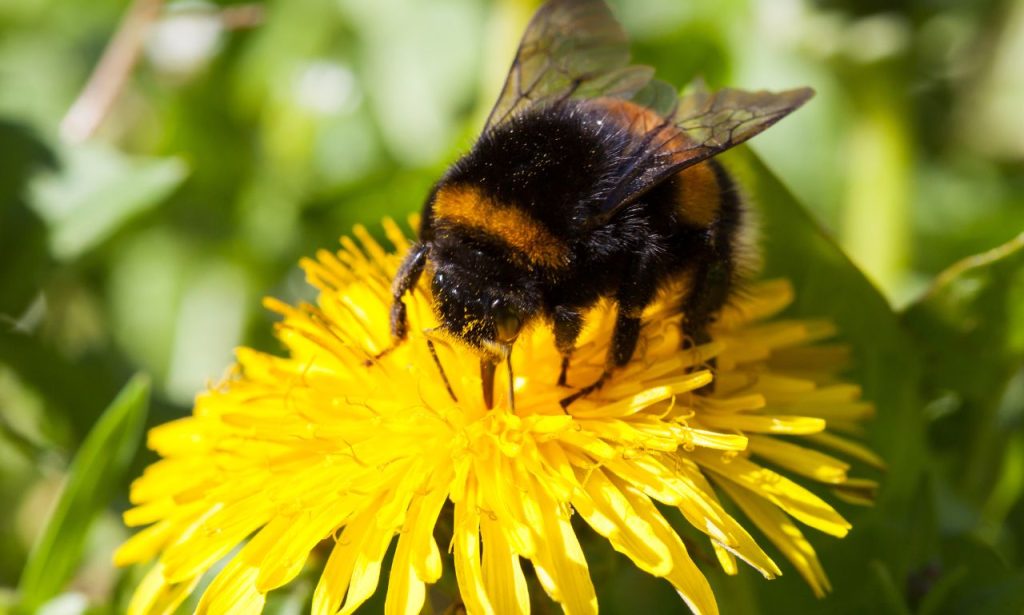 The Spiritual Meaning & Symbolism of Bumblebee