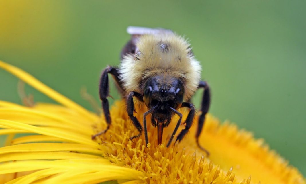 The Spiritual Meaning & Symbolism of Bumblebee