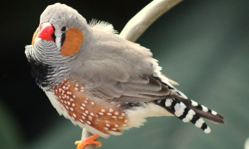 The Spiritual Meaning & Symbolism of Finches