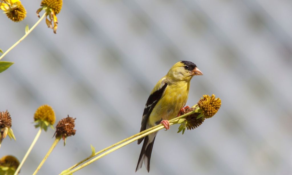 The Spiritual Meaning & Symbolism of Finches