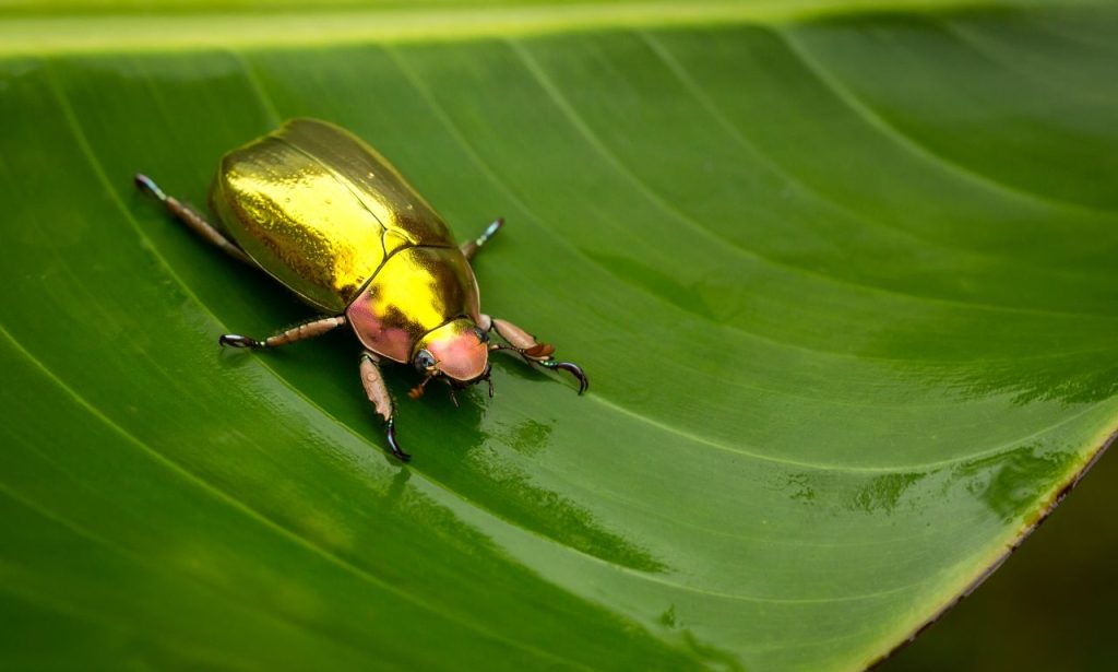 Golden Beetle Spiritual Meaning & Symbolism