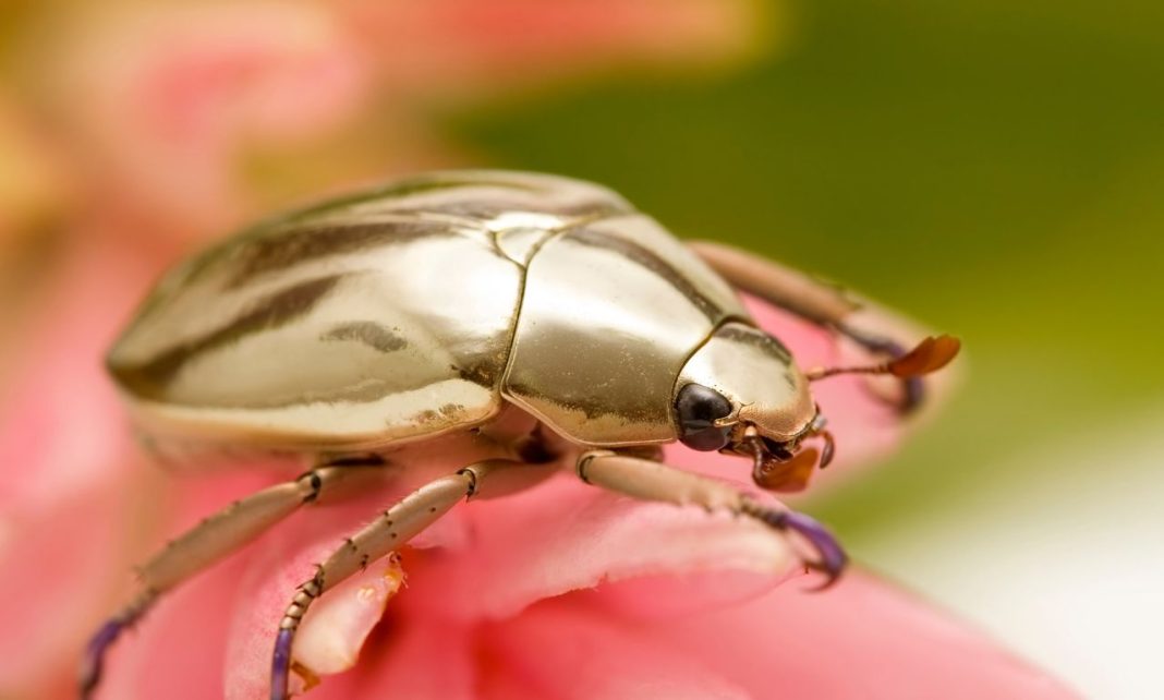 Golden Beetle Spiritual Meaning & Symbolism