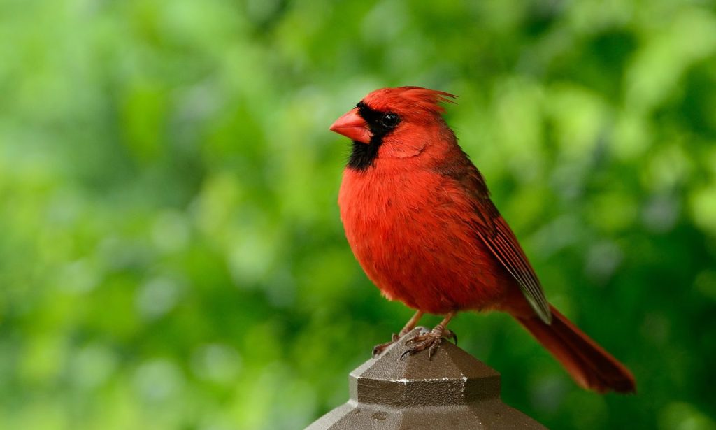 The Spiritual Meaning & Symbolism Of Red Birds