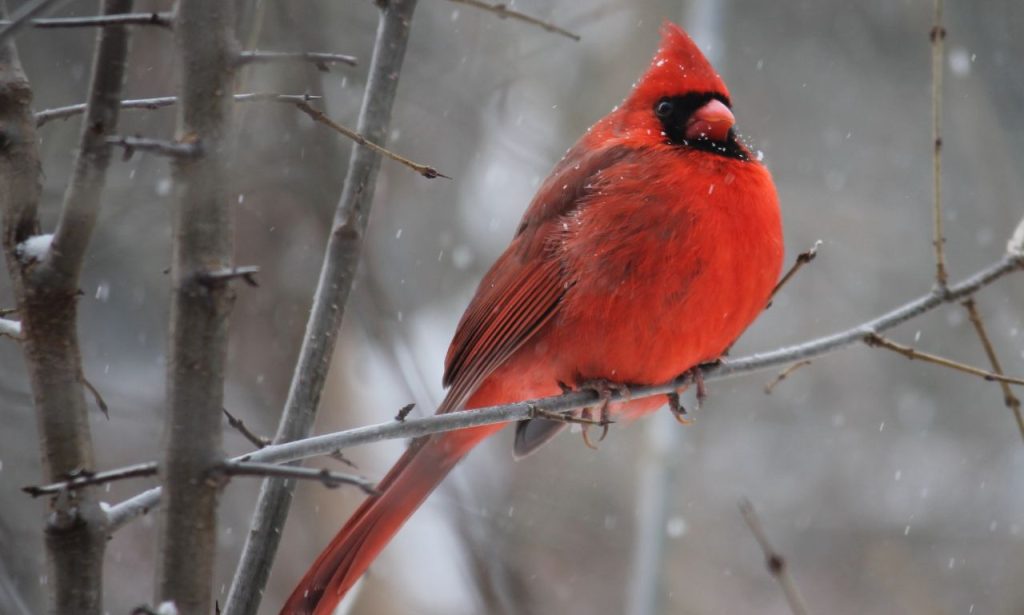 The Spiritual Meaning & Symbolism Of Red Birds