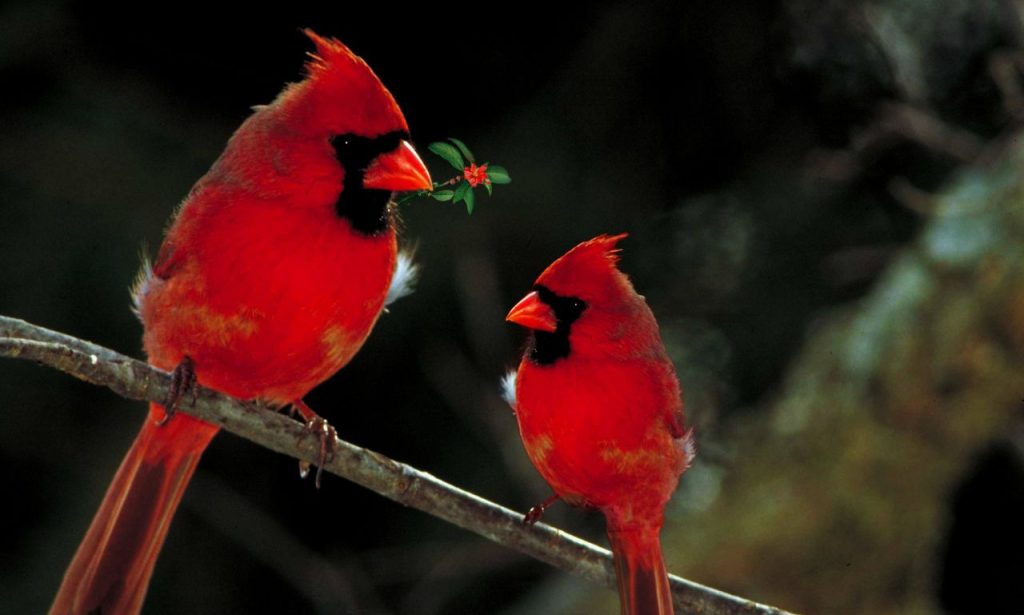 The Spiritual Meaning & Symbolism Of Red Birds