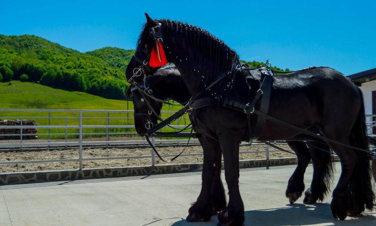 What Does a Black Horse Symbolize?