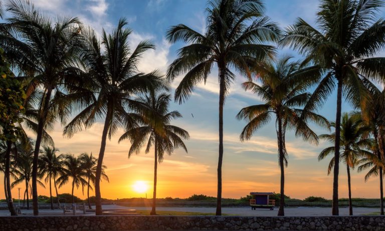 The Symbolism of Palm Trees in Different Cultures